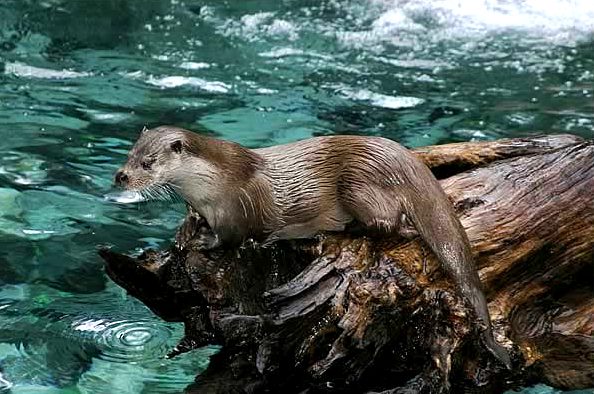 otter next to a river