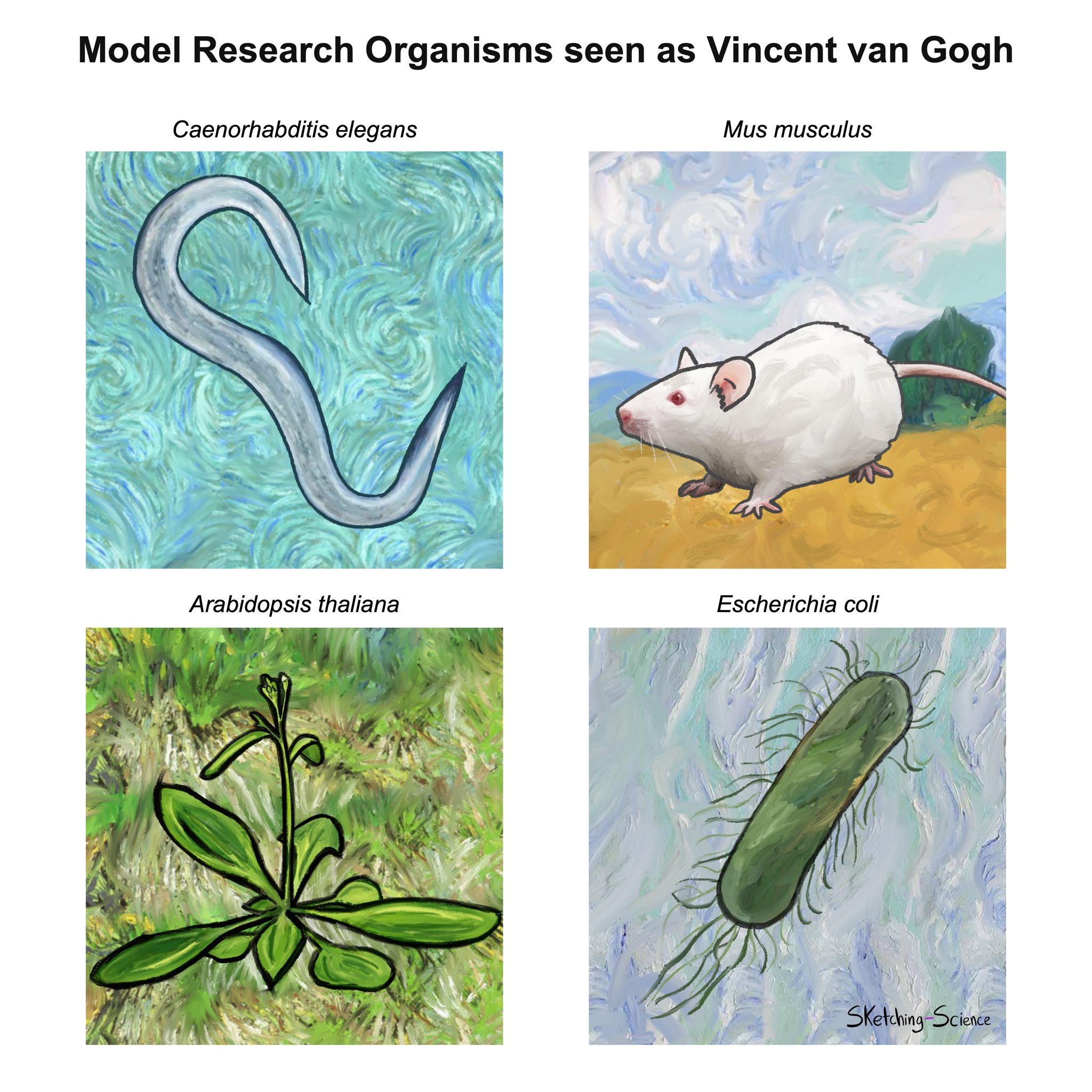 Model Organisms as seen by Vincent Van Gogh illustrated by SketchingScience